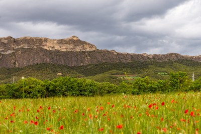 primavera1 