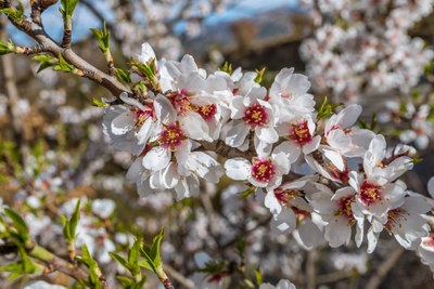 primavera3